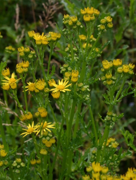 Pflanzenbild gross Wasser-Greiskraut - Senecio aquaticus
