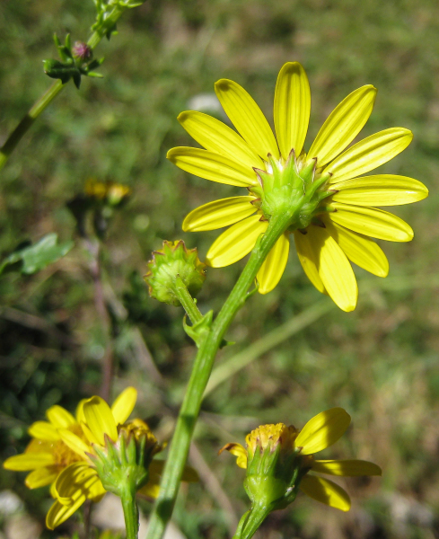 Pflanzenbild gross Wasser-Greiskraut - Senecio aquaticus