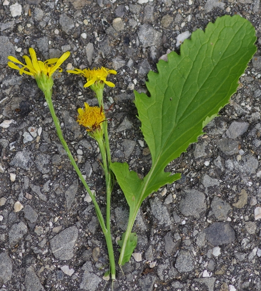 Pflanzenbild gross Wasser-Greiskraut - Senecio aquaticus