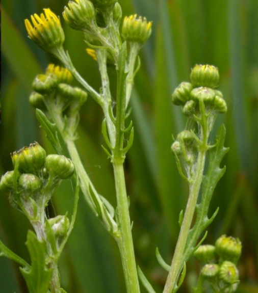 Pflanzenbild gross Wasser-Greiskraut - Senecio aquaticus