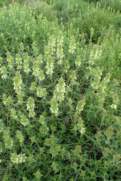 Pflanzenbild gross Ysopblättriges Gliedkraut - Sideritis hyssopifolia