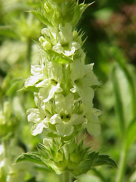 Pflanzenbild gross Ysopblättriges Gliedkraut - Sideritis hyssopifolia