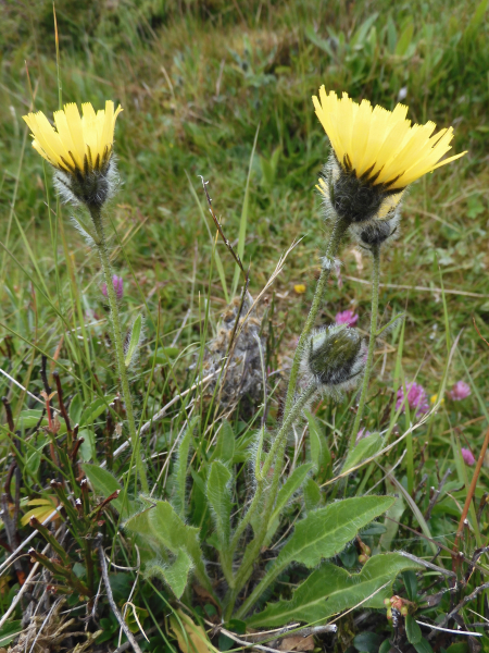 Pflanzenbild gross Alpen-Habichtskraut - Hieracium alpinum