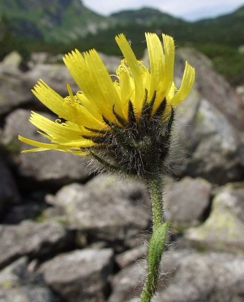 Pflanzenbild gross Alpen-Habichtskraut - Hieracium alpinum