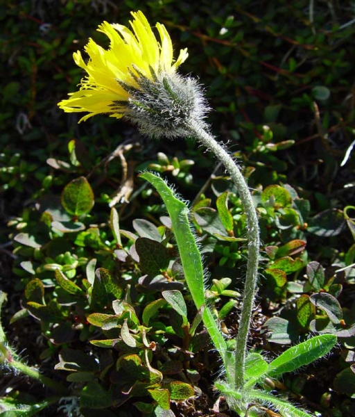 Pflanzenbild gross Alpen-Habichtskraut - Hieracium alpinum
