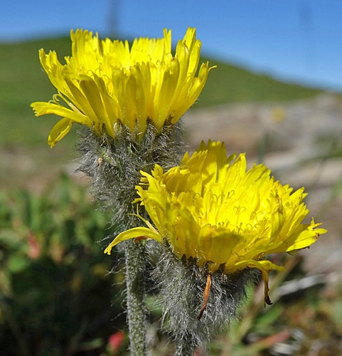 Pflanzenbild gross Alpen-Habichtskraut - Hieracium alpinum