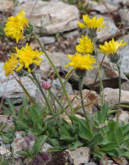 Pflanzenbild gross Alpen-Habichtskraut - Hieracium alpinum