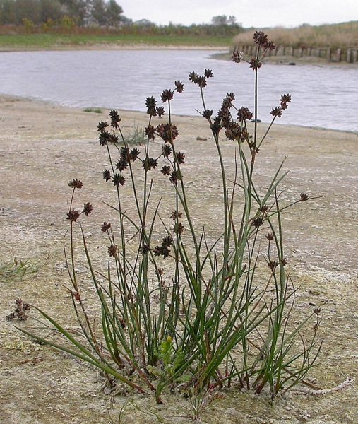Pflanzenbild gross Glieder-Binse - Juncus articulatus