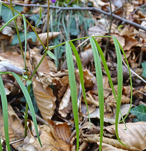 Pflanzenbild gross Zierliche Frühlings-Platterbse - Lathyrus vernus subsp. gracilis