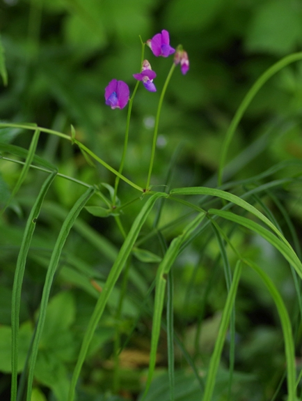Pflanzenbild gross Zierliche Frühlings-Platterbse - Lathyrus vernus subsp. gracilis