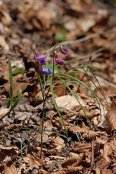 Pflanzenbild gross Zierliche Frühlings-Platterbse - Lathyrus vernus subsp. gracilis
