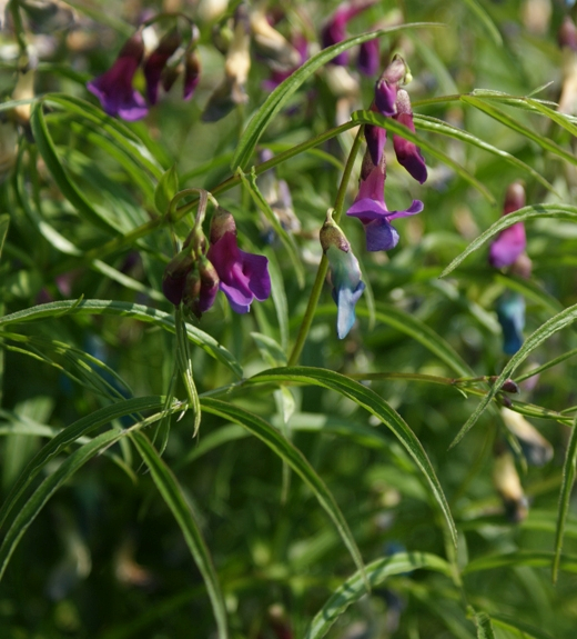 Pflanzenbild gross Zierliche Frühlings-Platterbse - Lathyrus vernus subsp. gracilis