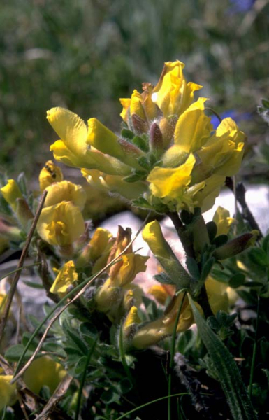 Pflanzenbild gross Behaarter Zwergginster - Chamaecytisus hirsutus