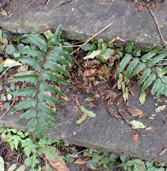 Pflanzenbild gross Fortunes Sichelfarn - Cyrtomium fortunei