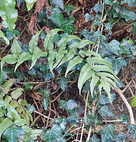 Pflanzenbild gross Fortunes Sichelfarn - Cyrtomium fortunei