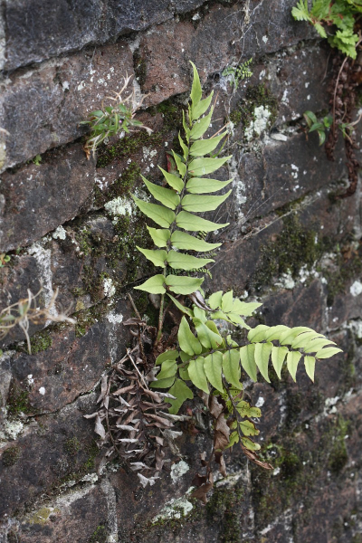 Pflanzenbild gross Fortunes Sichelfarn - Cyrtomium fortunei