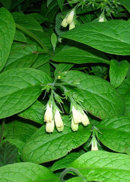 Pflanzenbild gross Knotige Wallwurz - Symphytum tuberosum