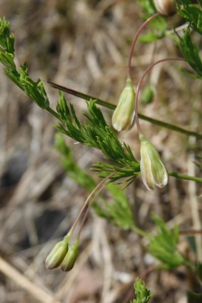 Pflanzenbild gross Zartblättriger Spargel - Asparagus tenuifolius