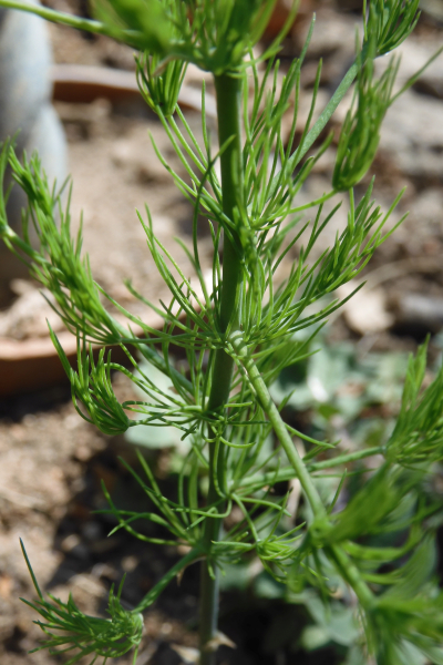 Pflanzenbild gross Zartblättriger Spargel - Asparagus tenuifolius