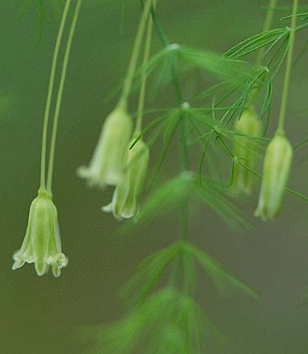 Pflanzenbild gross Zartblättriger Spargel - Asparagus tenuifolius