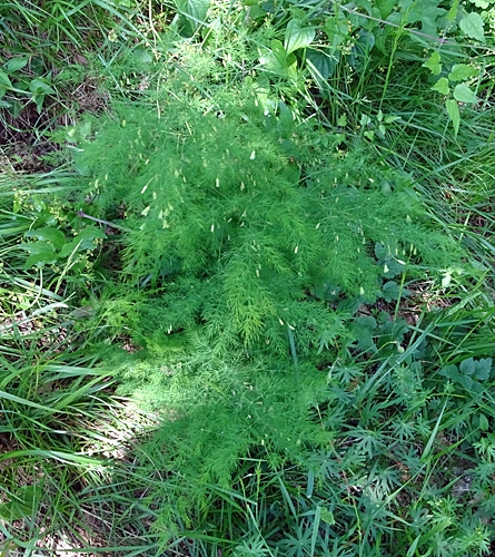 Pflanzenbild gross Zartblättriger Spargel - Asparagus tenuifolius