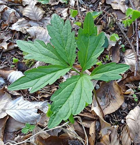 Pflanzenbild gross Knöllchentragende Zahnwurz - Cardamine bulbifera
