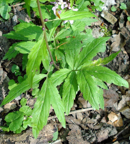 Pflanzenbild gross Knöllchentragende Zahnwurz - Cardamine bulbifera