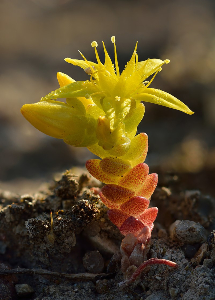 Pflanzenbild gross Scharfer Mauerpfeffer - Sedum acre