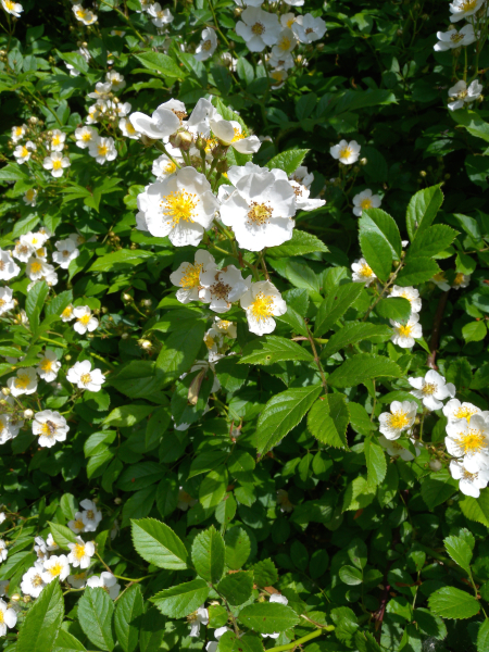 Pflanzenbild gross Vielblütige Rose - Rosa multiflora