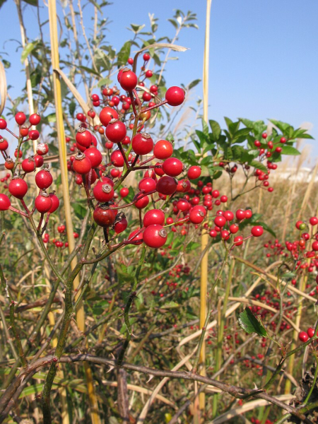 Pflanzenbild gross Vielblütige Rose - Rosa multiflora