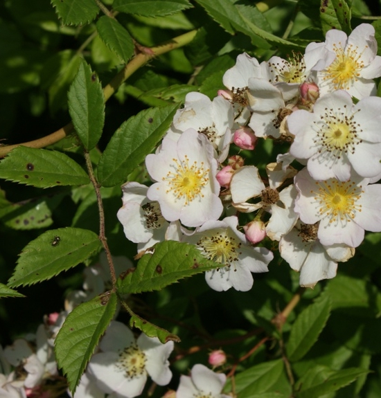 Pflanzenbild gross Vielblütige Rose - Rosa multiflora