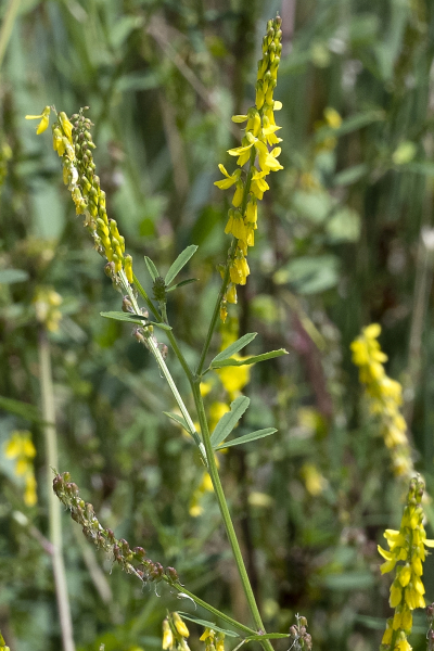 Pflanzenbild gross Hoher Honigklee - Melilotus altissimus