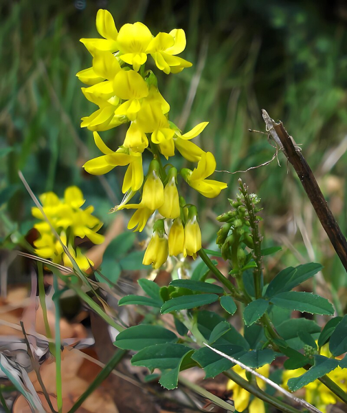 Pflanzenbild gross Hoher Honigklee - Melilotus altissimus