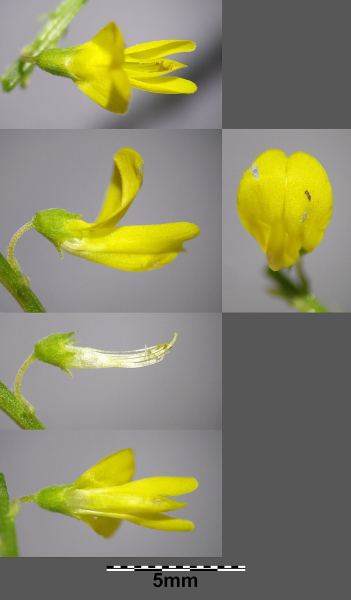 Pflanzenbild gross Hoher Honigklee - Melilotus altissimus