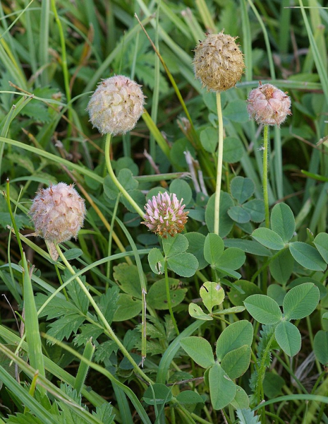 Pflanzenbild gross Erdbeer-Klee - Trifolium fragiferum