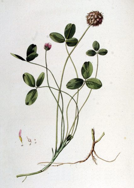 Pflanzenbild gross Erdbeer-Klee - Trifolium fragiferum