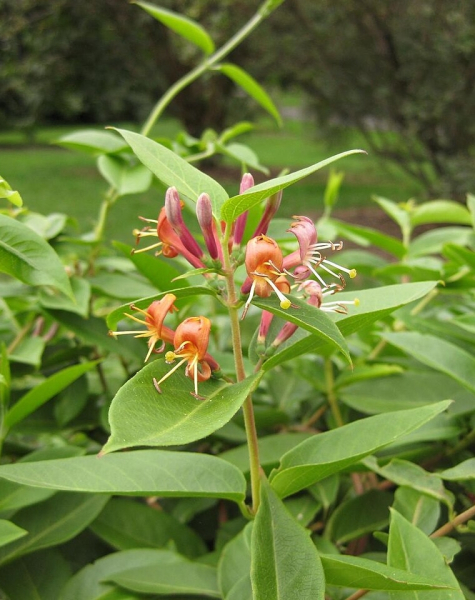Pflanzenbild gross Henrys Geissblatt - Lonicera henryi