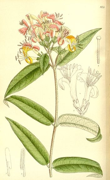 Pflanzenbild gross Henrys Geissblatt - Lonicera henryi