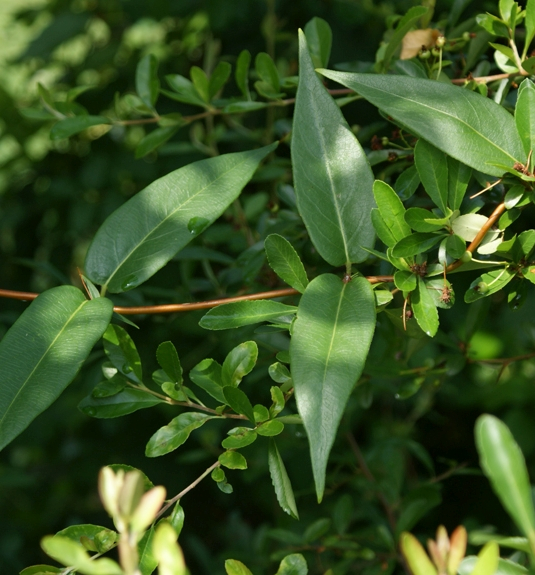 Pflanzenbild gross Henrys Geissblatt - Lonicera henryi