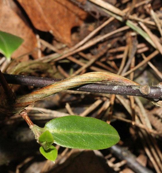 Pflanzenbild gross Henrys Geissblatt - Lonicera henryi