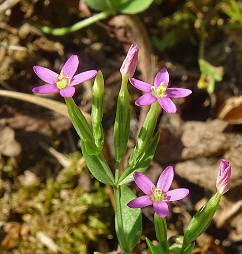 Pflanzenbild gross Kleines Tausendgüldenkraut - Centaurium pulchellum