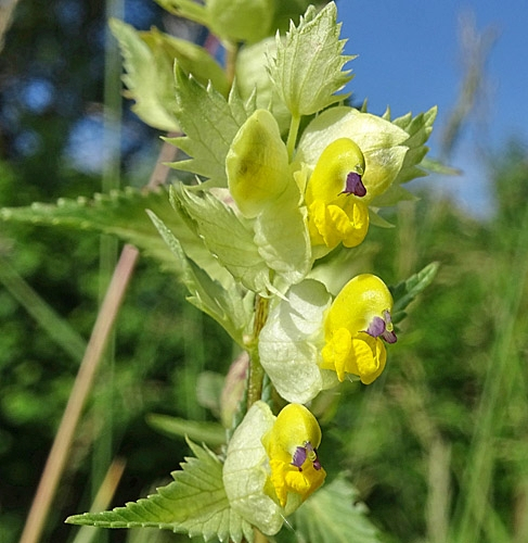 Pflanzenbild gross Kahler Klappertopf - Rhinanthus angustifolius