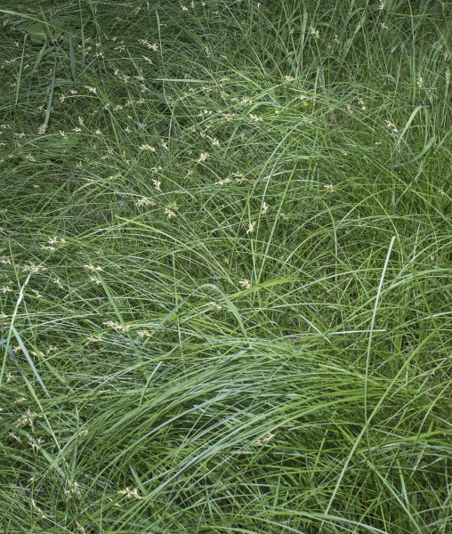 Pflanzenbild gross Zittergras-Segge - Carex brizoides