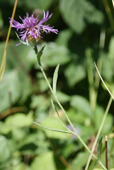 Pflanzenbild gross Schmalblättrige Wiesen-Flockenblume - Centaurea jacea subsp. angustifolia