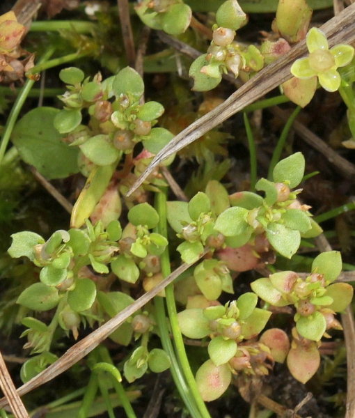 Pflanzenbild gross Kleinling - Anagallis minima
