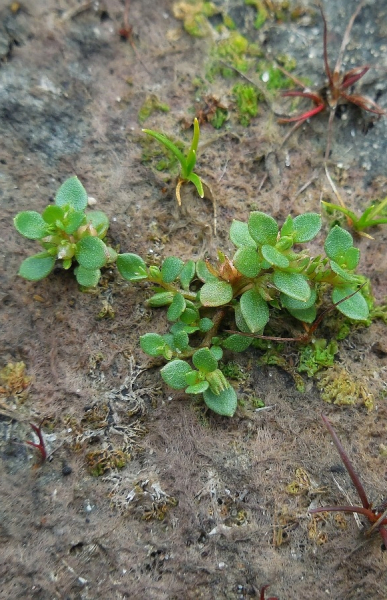 Pflanzenbild gross Kleinling - Anagallis minima