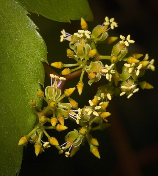Pflanzenbild gross Gewöhnliche Jungfernrebe - Parthenocissus inserta