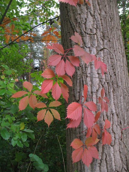 Pflanzenbild gross Gewöhnliche Jungfernrebe - Parthenocissus inserta