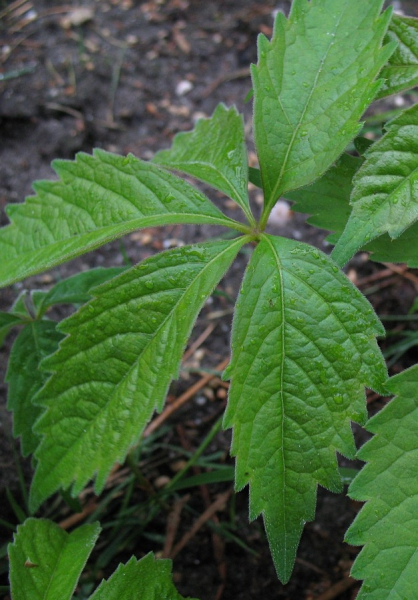 Pflanzenbild gross Gewöhnliche Jungfernrebe - Parthenocissus inserta