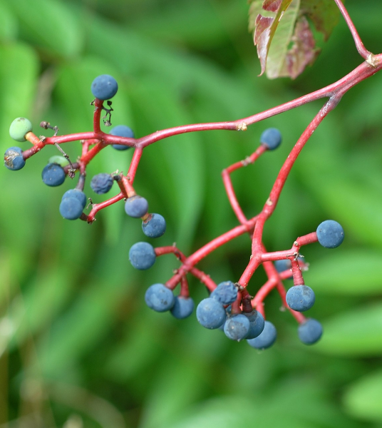 Pflanzenbild gross Gewöhnliche Jungfernrebe - Parthenocissus inserta